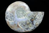 Agatized Ammonite Fossil (Half) #78409-1